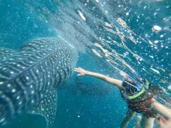 ゴルプ　みどり swimming with a shark